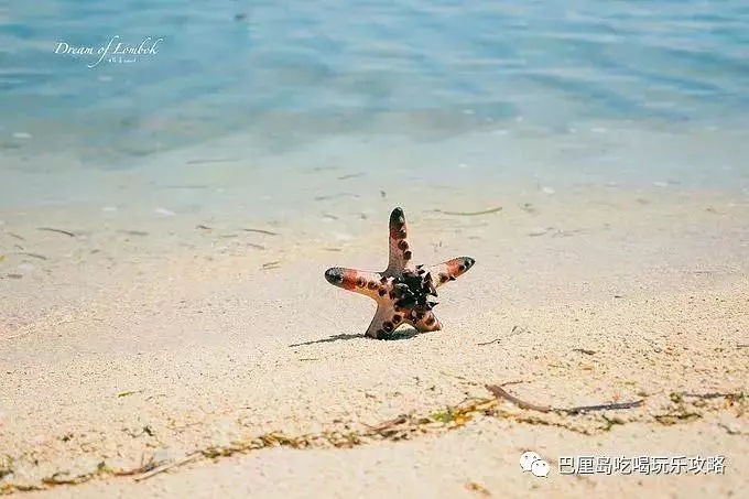 6.webp.jpg 爱旅拍-巴厘岛蜜月|旅行|婚礼|婚拍|一站式服务| 巴厘岛旅游,巴厘岛沙滩,白色沙滩,粉色沙滩,印度尼西亚龙目岛,红色沙滩,橙色沙滩,绿色沙滩,蓝色沙滩,紫色沙滩,黑沙滩,贝壳海滩,玻璃沙滩